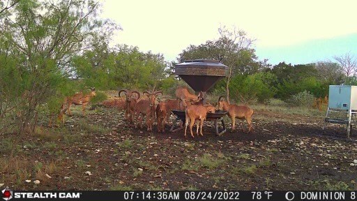 0 Kc 210 Junction, TX 76849 - Photo 10 of 12