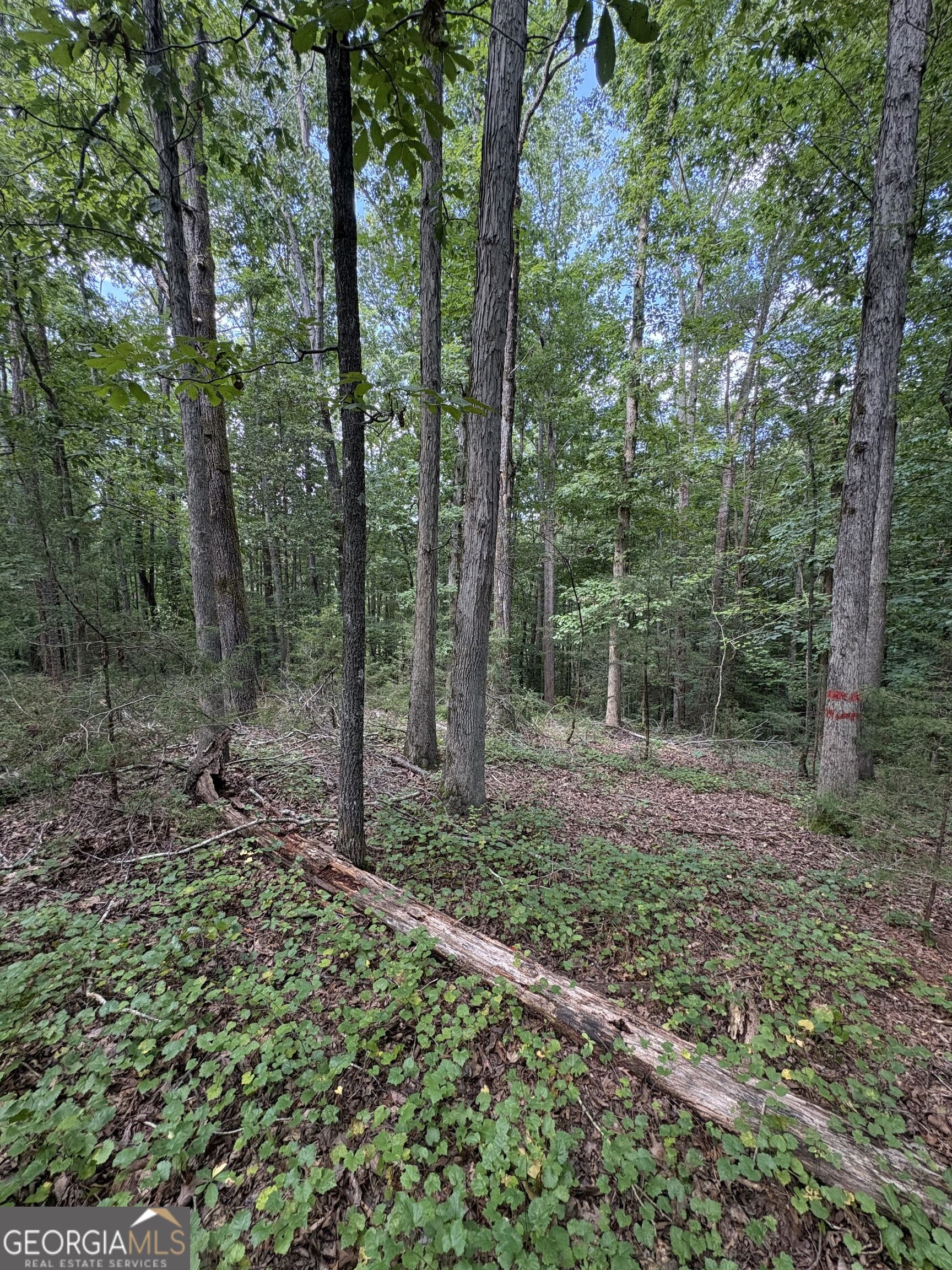 1208 Hornets Bridge Road Elberton, GA 30635 - Photo 15 of 23 Gallery Image 15
