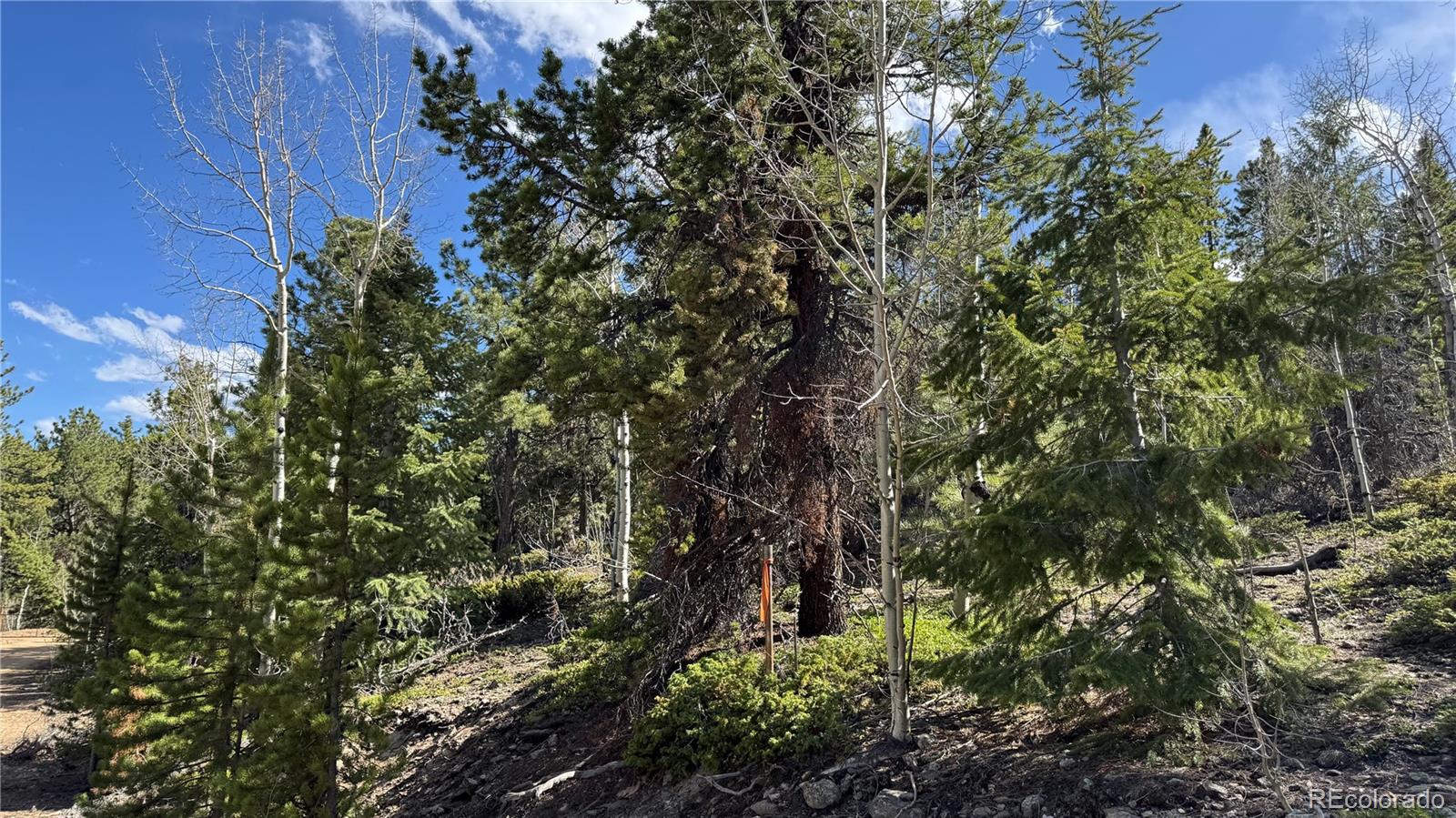 5 Church Placer Road Central City, CO 80427 - Photo 2 of 12 a view of a tree in a garden