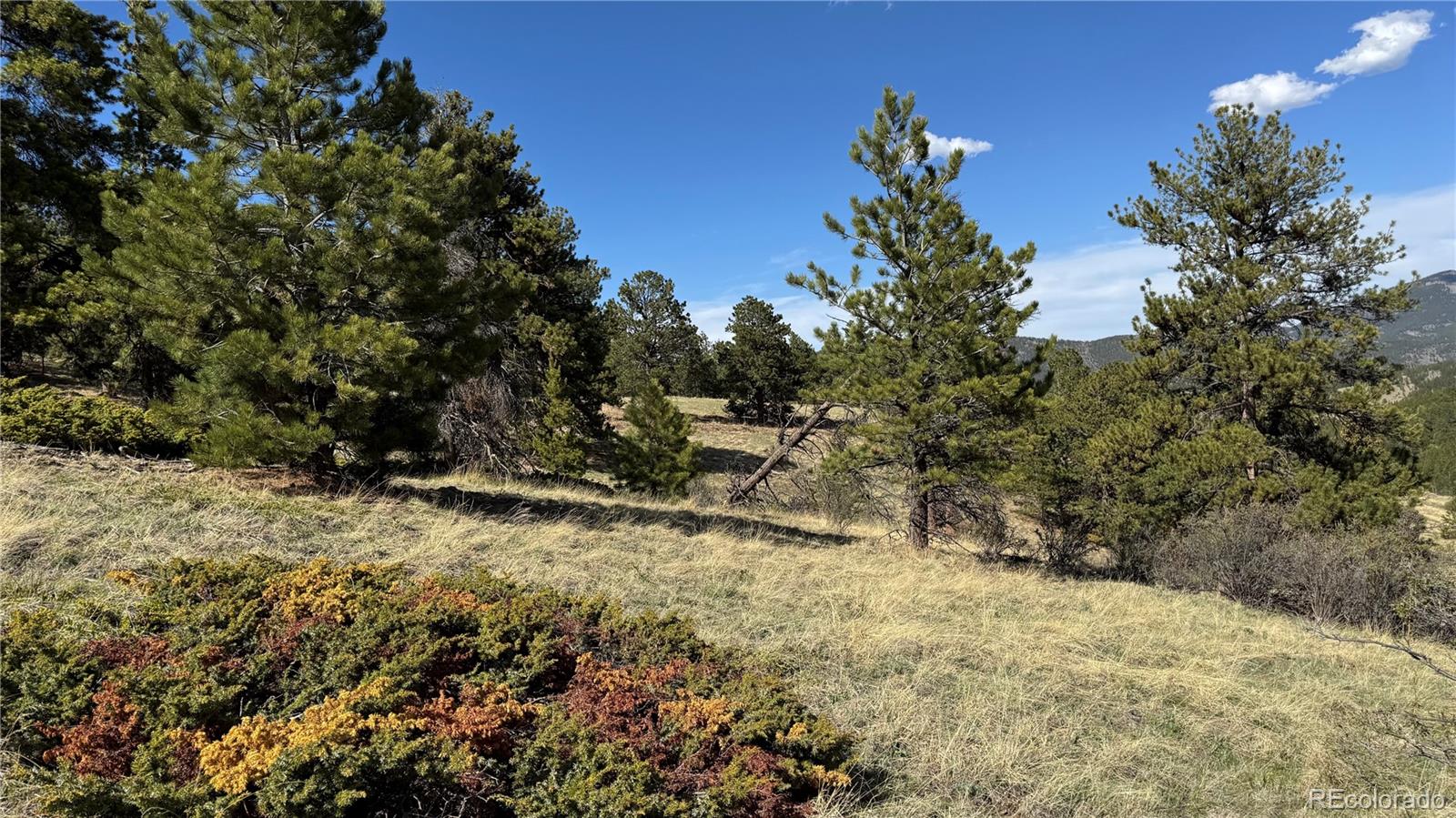 5 Church Placer Road Central City, CO 80427 - Photo 4 of 12 a view of a tree in a yard