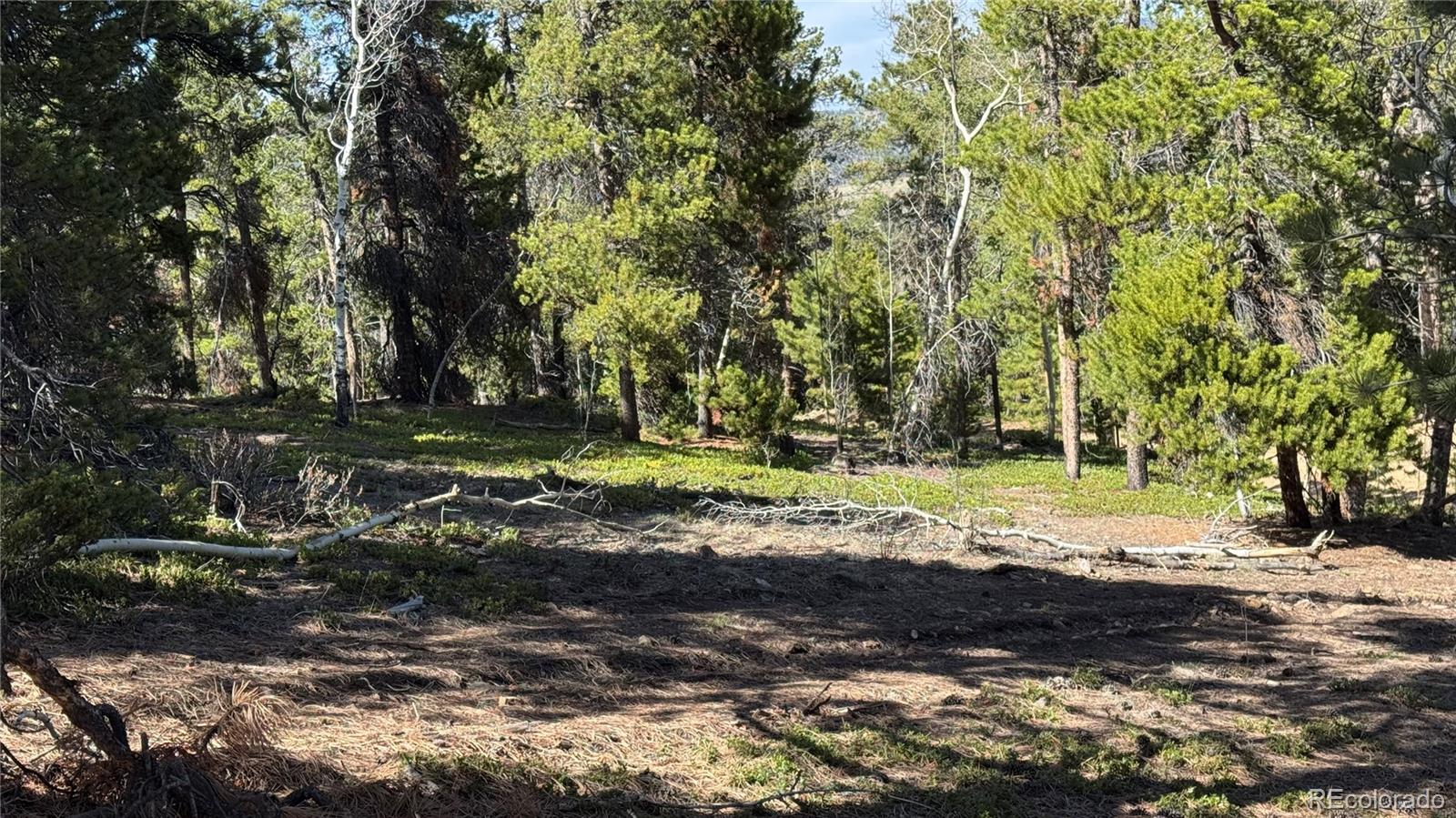 5 Church Placer Road Central City, CO 80427 - Photo 10 of 12 a view of a tree in a yard
