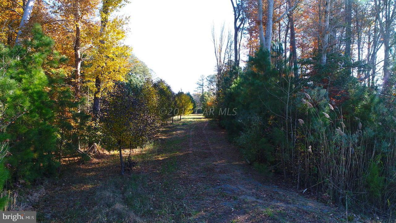 12485 Mallard Landing Road Princess Anne, MD 21853 - Photo 10 of 13 a view of a yard with plants and trees