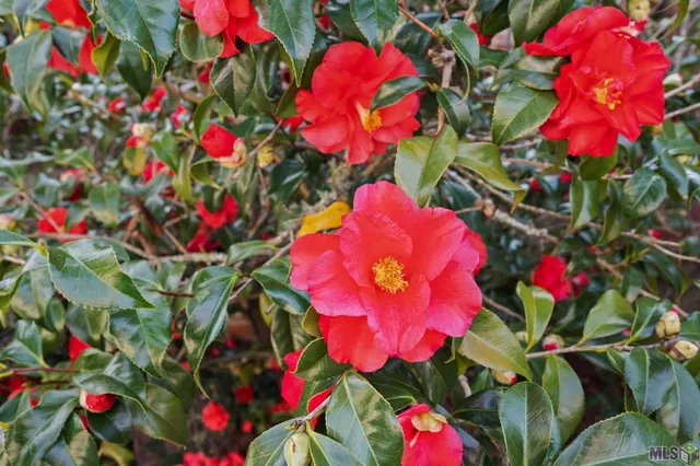 $499,900 | 19423 Cape Hart Court, St. George, LA 70809