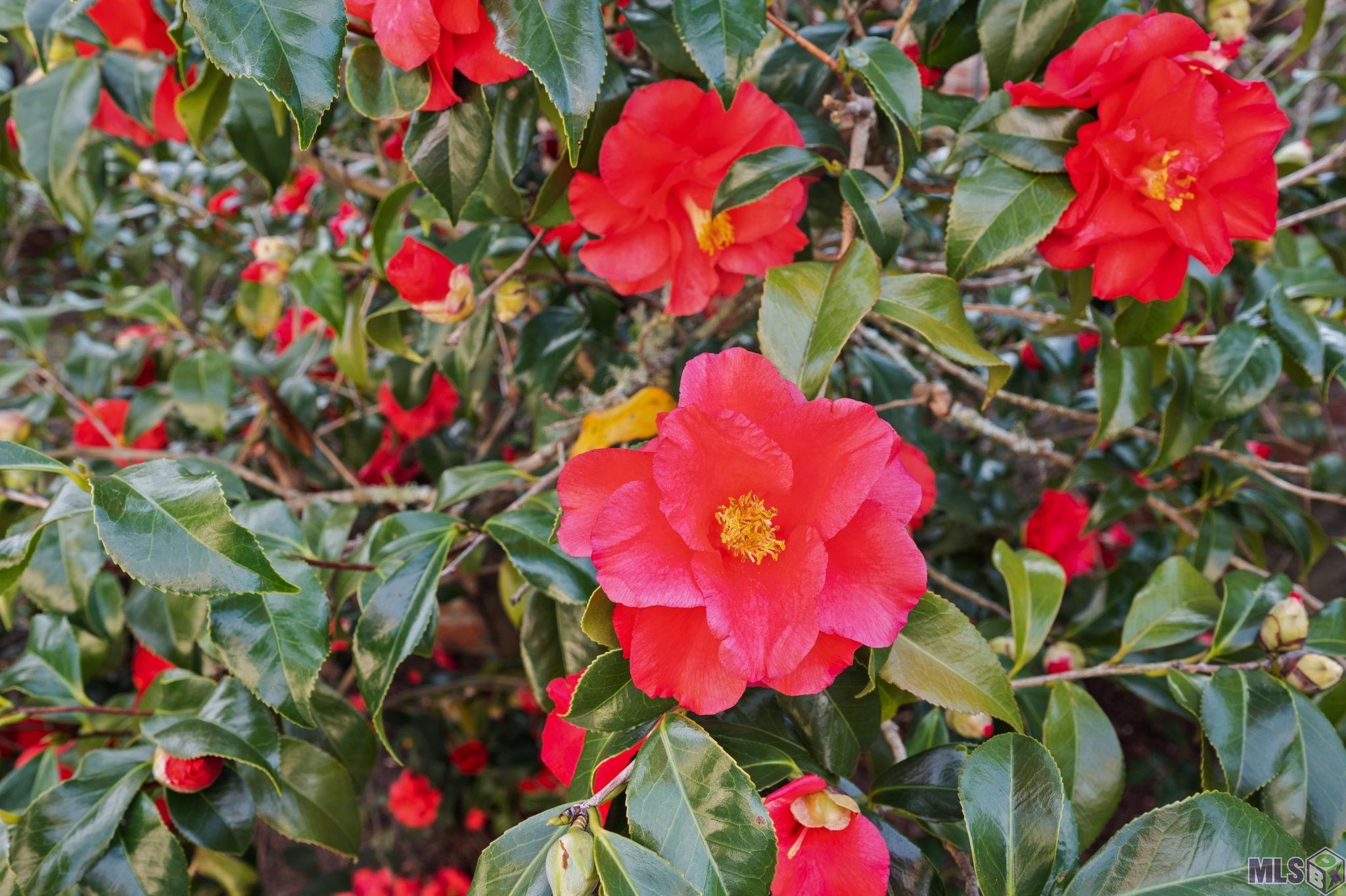 19423 Cape Hart Court St. George, LA 70809 - Photo 27 of 44