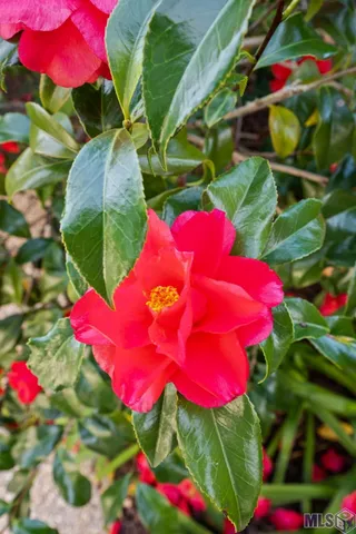 $499,900 | 19423 Cape Hart Court, St. George, LA 70809