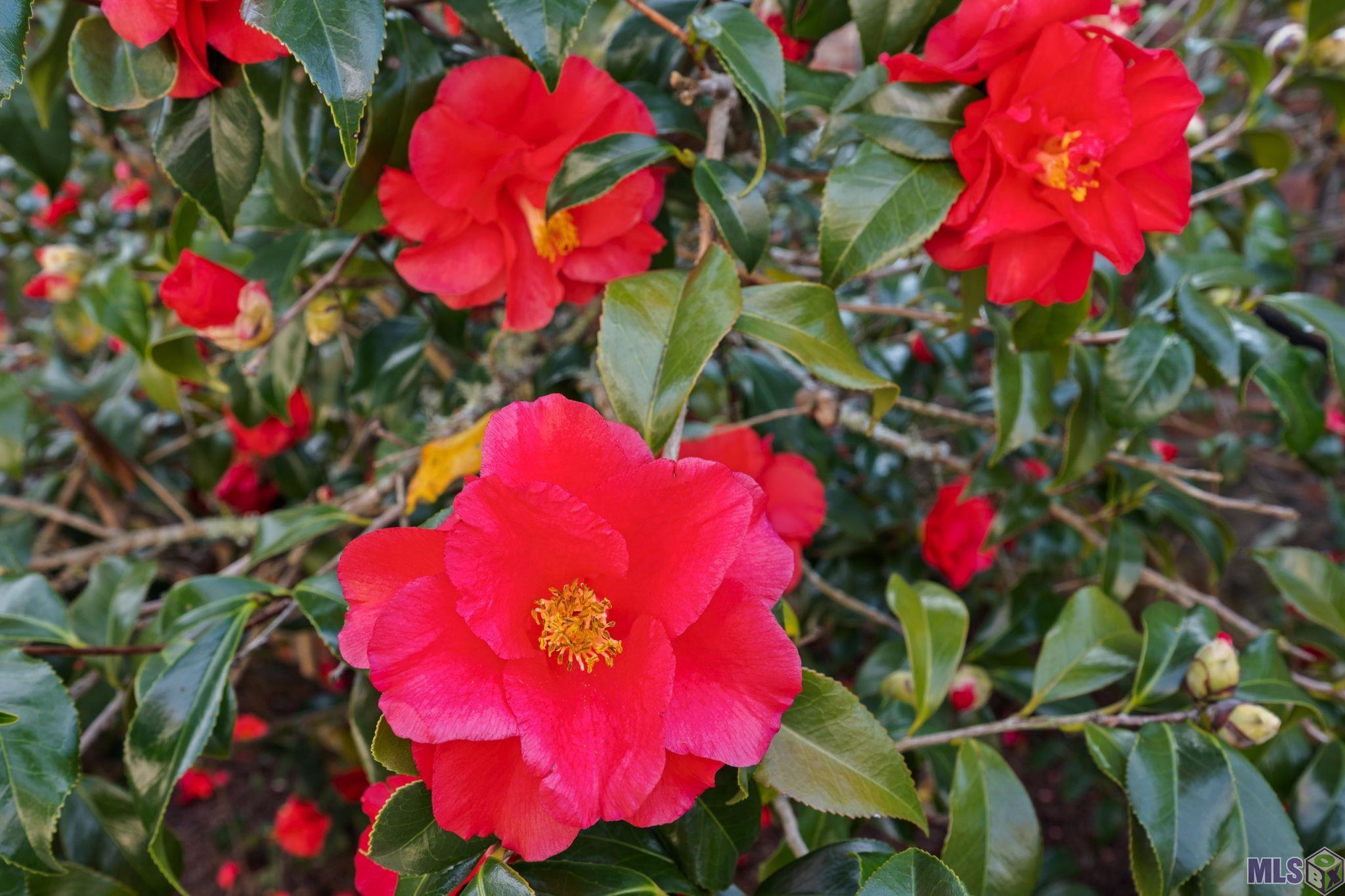 19423 Cape Hart Court St. George, LA 70809 - Photo 29 of 44