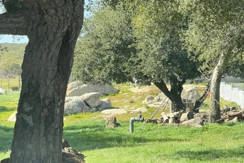 a view of backyard with tree