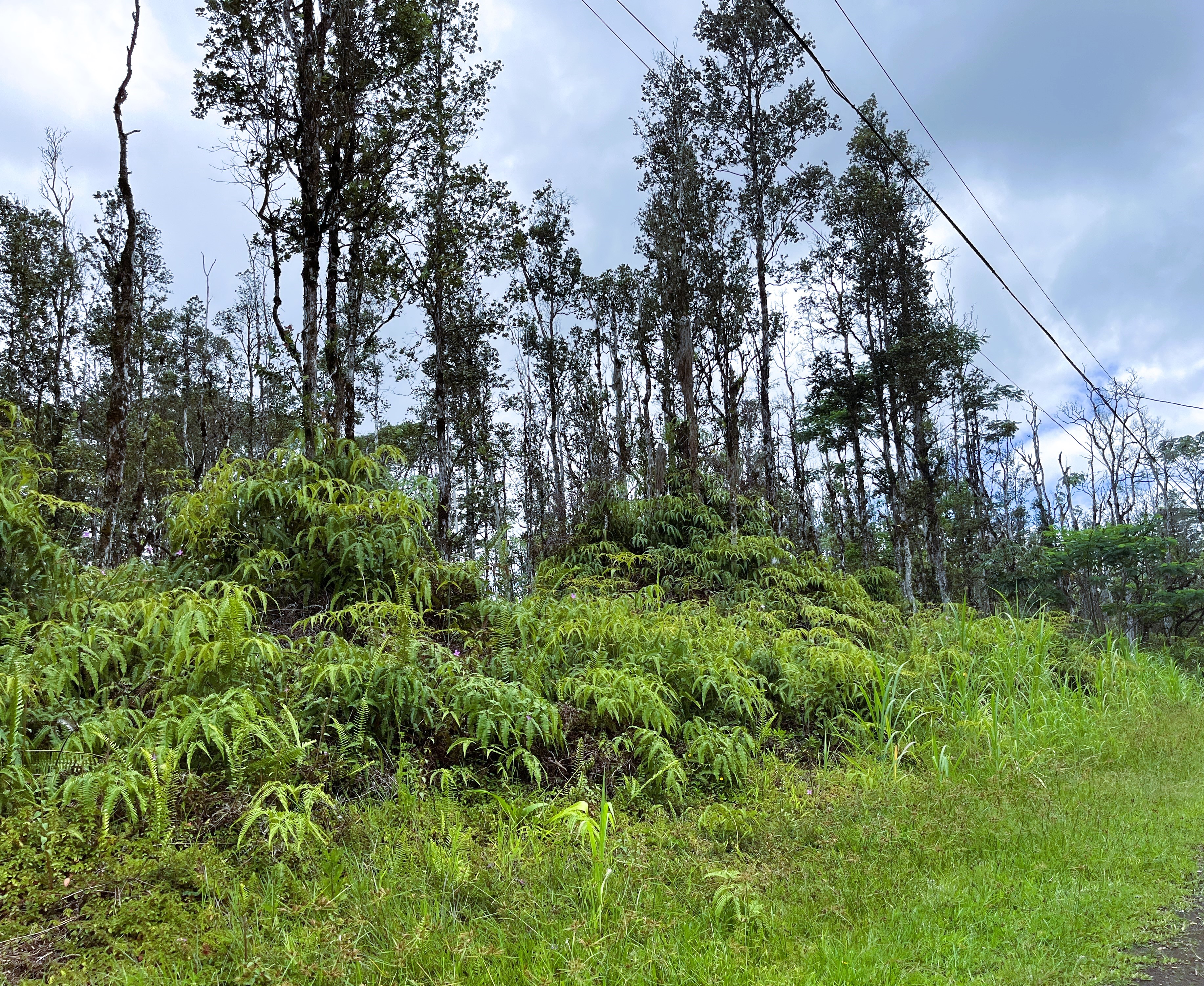 409 Oahu Road Pahoa, HI 96778 - Photo 1 of 15 Gallery Image 1