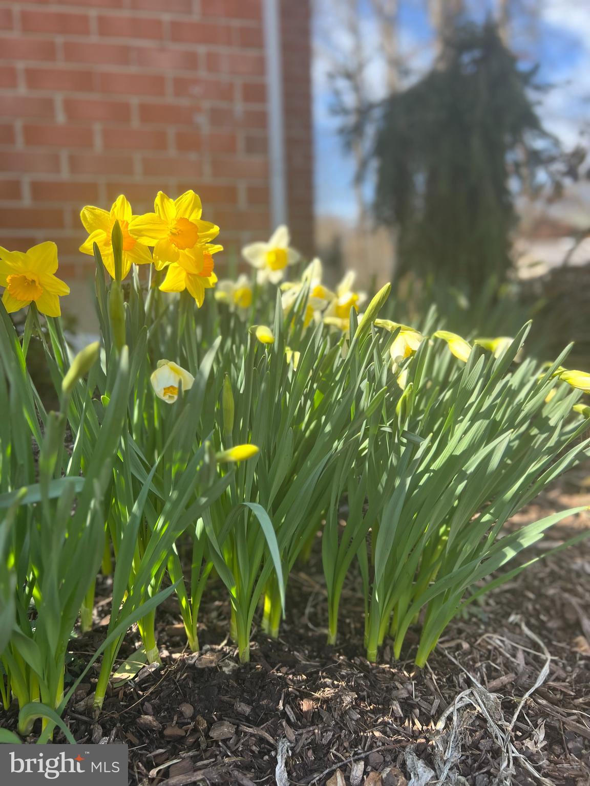 7006 Barnack Drive Springfield, VA 22152 - Photo 58 of 66