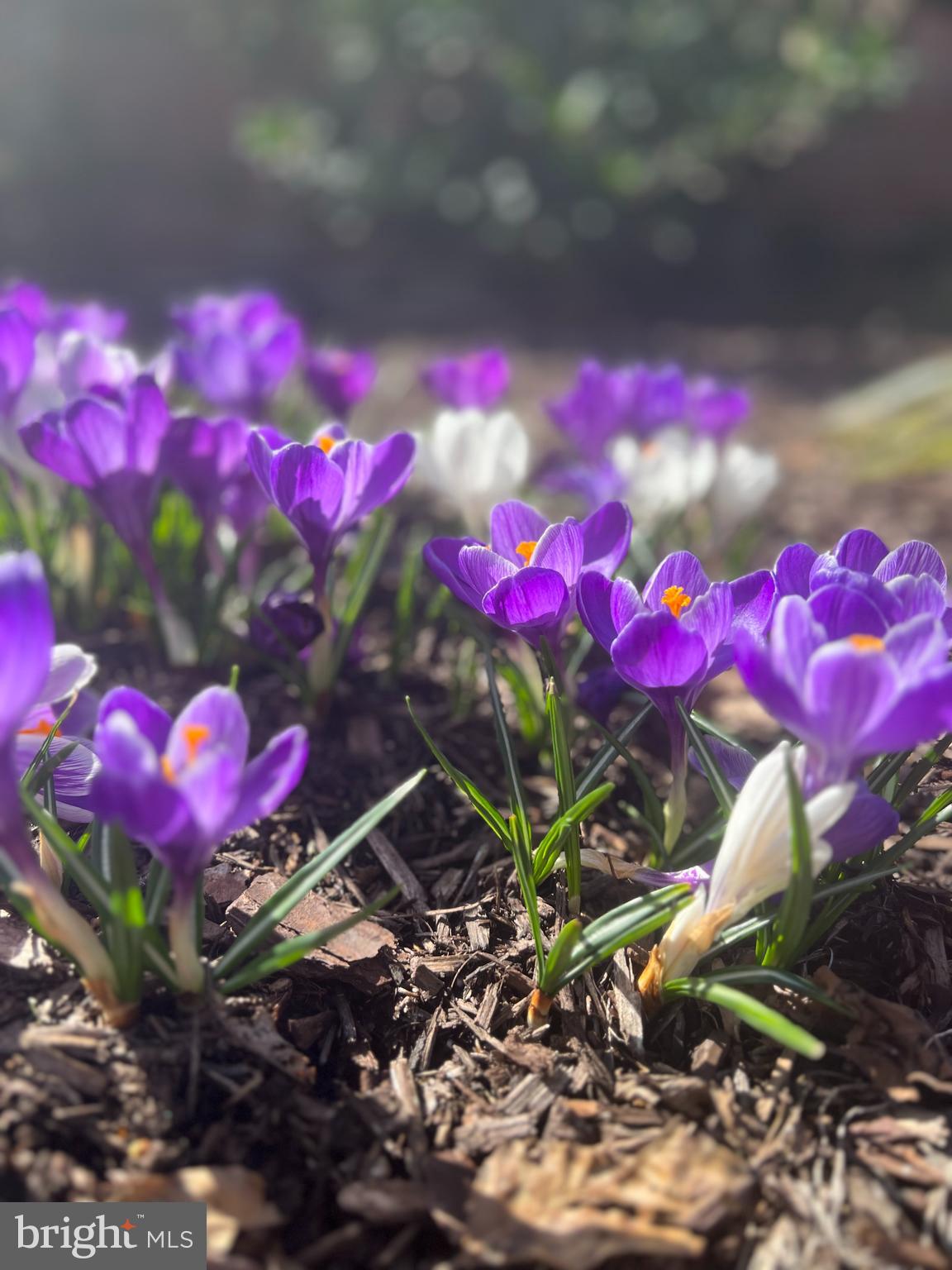 7006 Barnack Drive Springfield, VA 22152 - Photo 59 of 66