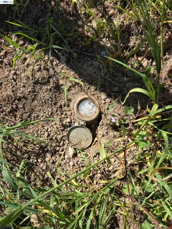 a picture of a tree in a backyard