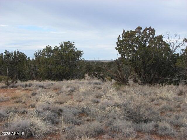 98-99 Chevelon Canyon Ranch, Unit 98 & 99 Heber, AZ 85928 - Photo 13 of 13 a view of a dry yard with trees in the background