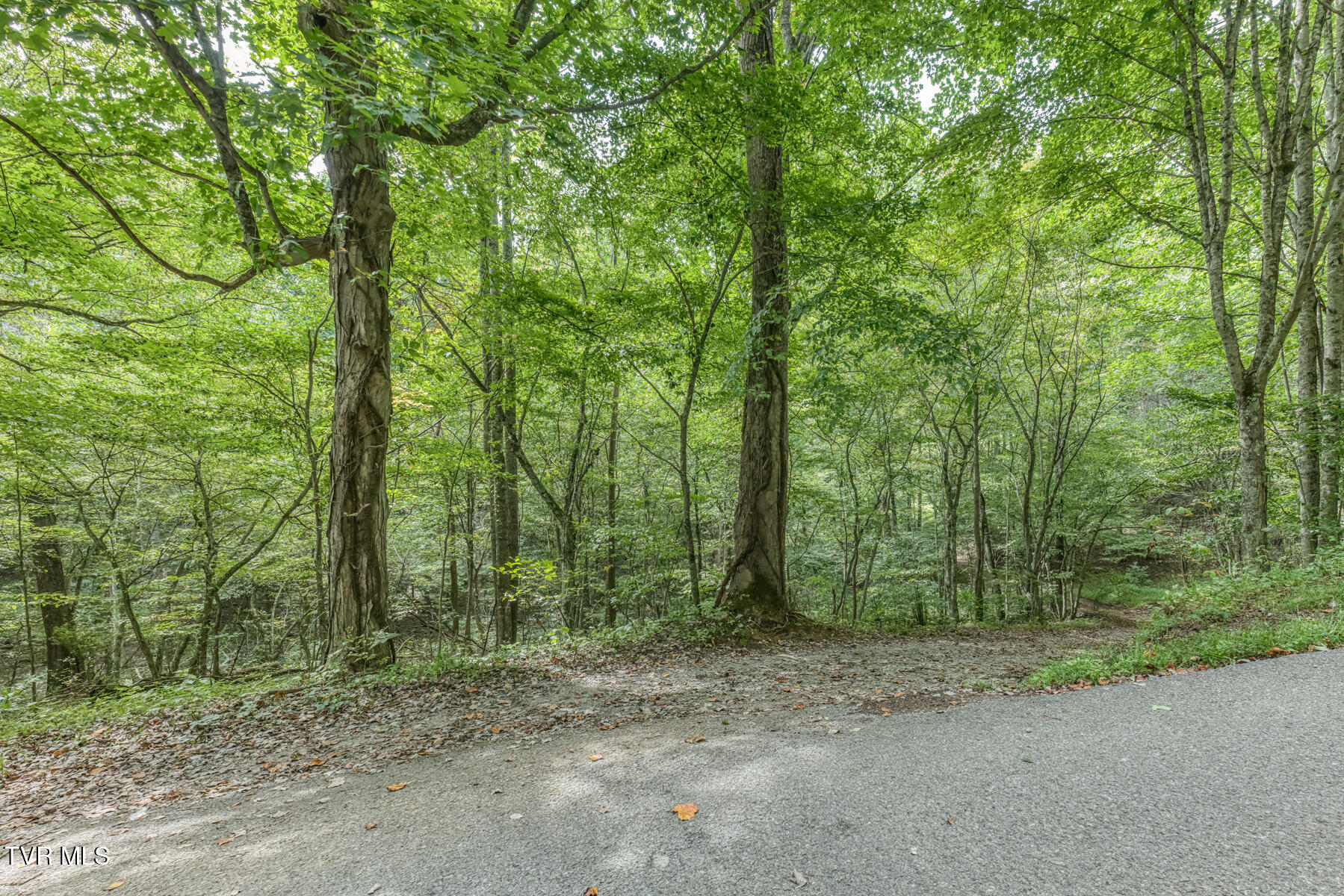 9.95-acres Heaton Ridge Road Roan Mountain, TN 37687 - Photo 11 of 19 TBD Heaton Ridge Rd-11