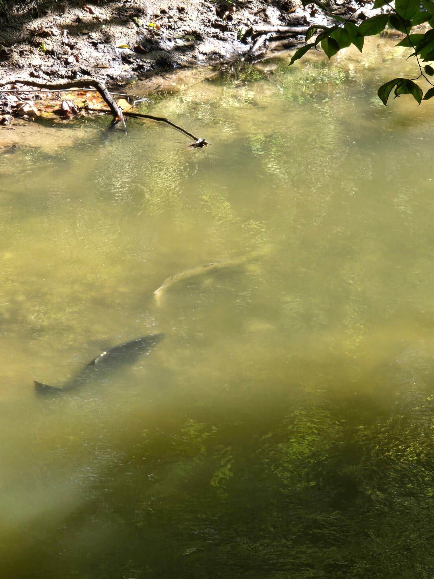 840 Black River Road Bangor, MI 49013 - Photo 34 of 42 Fish