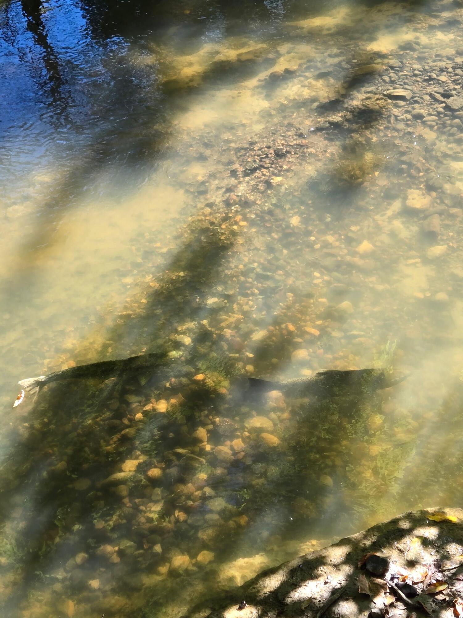 840 Black River Road Bangor, MI 49013 - Photo 35 of 42 Fish