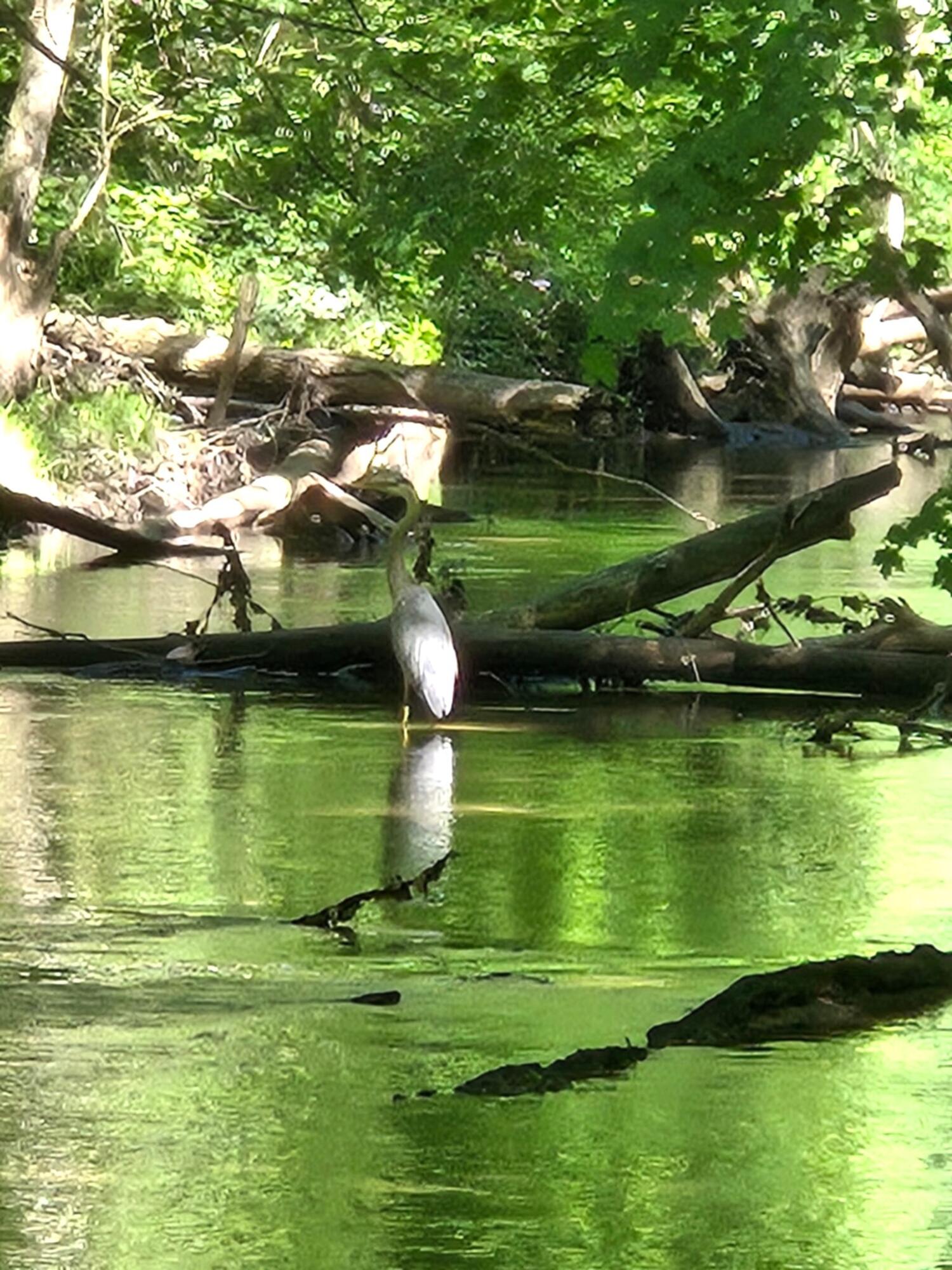 840 Black River Road Bangor, MI 49013 - Photo 36 of 42 Blue Heron