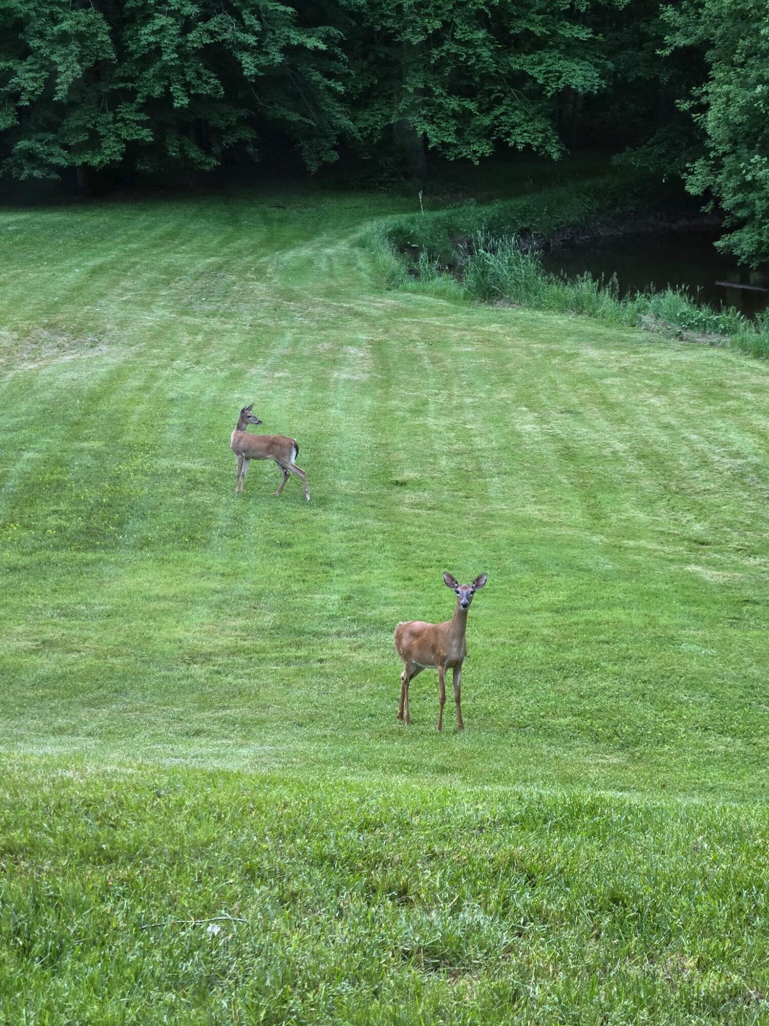 840 Black River Road Bangor, MI 49013 - Photo 37 of 42 Deer