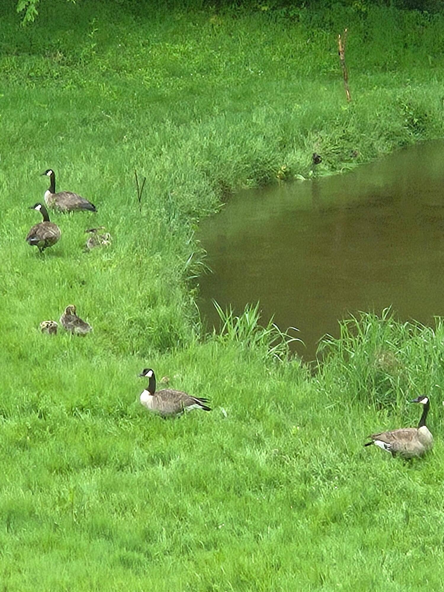 840 Black River Road Bangor, MI 49013 - Photo 38 of 42 Geese