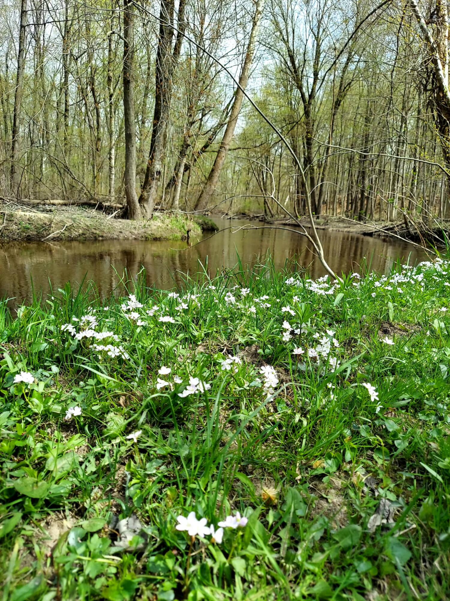 840 Black River Road Bangor, MI 49013 - Photo 39 of 42 Spring