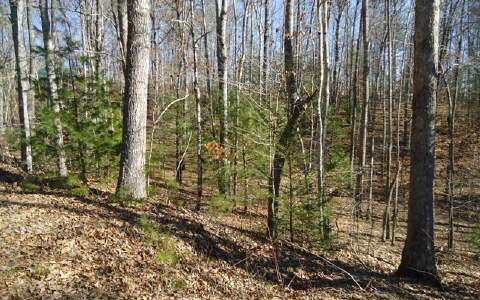0 Sparks Road Morganton, GA 30560 - Photo 1 of 1 Main View