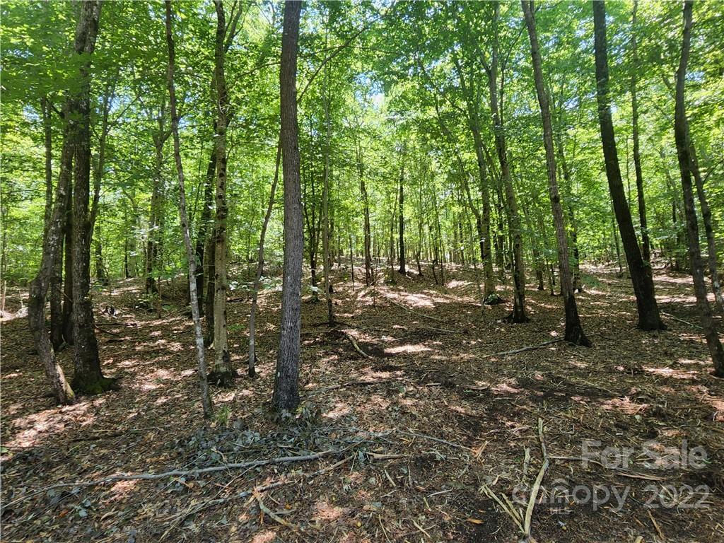 2695 Pinckney Road Chester, SC 29706 - Photo 34 of 44 a view of outdoor space and trees