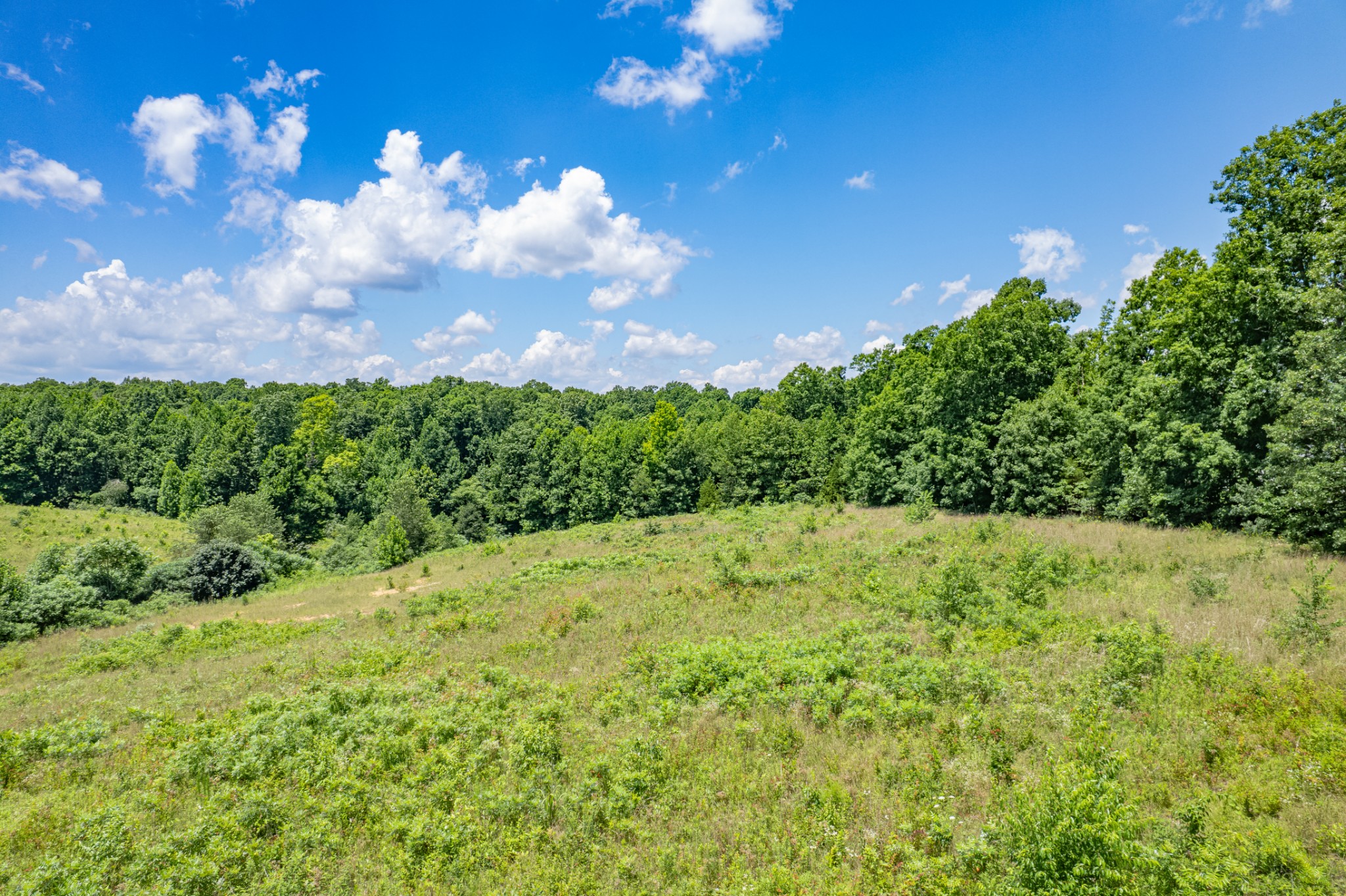 0 Mobley Ridge Road Duck River, TN 38454 - Photo 14 of 35 a view of a yard with plants and a trees