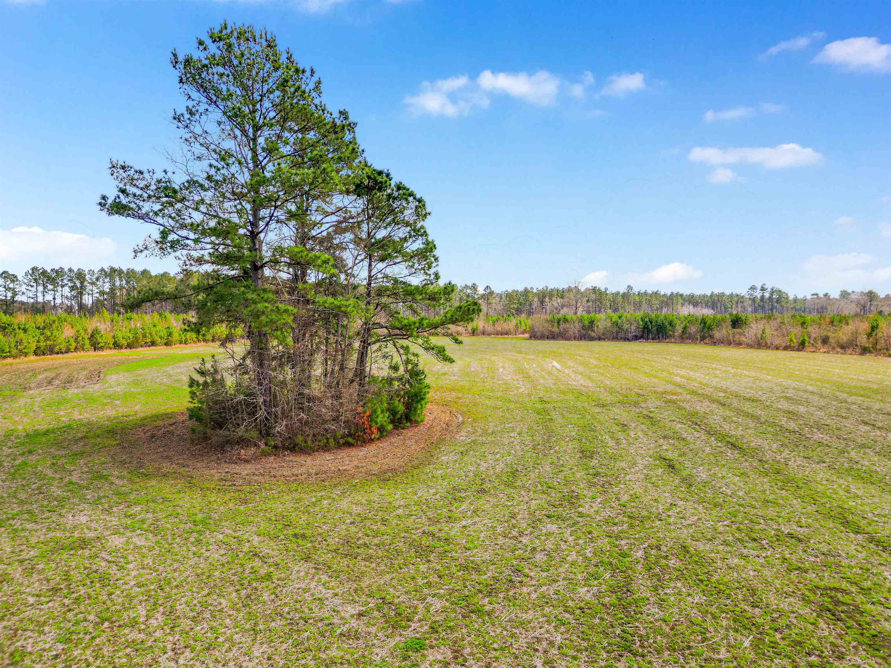 Tbd Muddy Creek Road Hemingway, SC 29554 - Photo 17 of 21