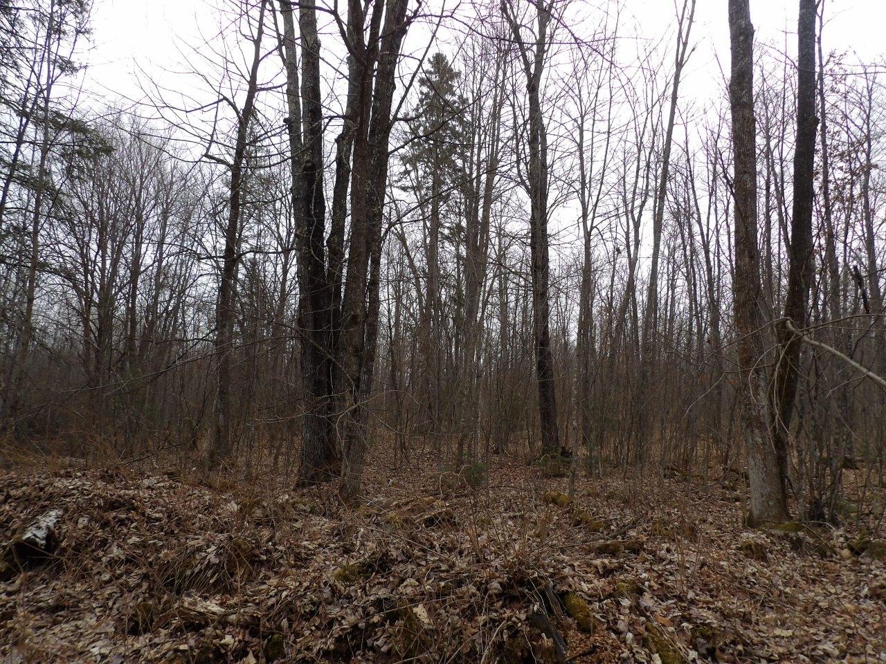 Off Wright Road, Unit 40 / ACRE Winter, WI 54896 - Photo 3 of 19 Gallery Image 3