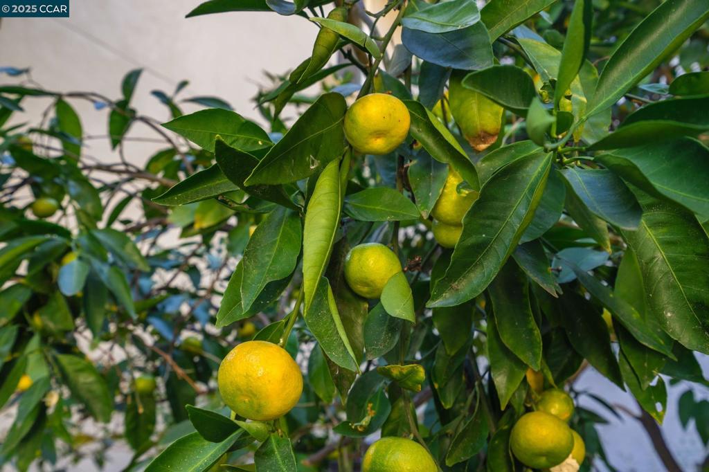 471-471 El Rio Road Danville, CA 94526 - Photo 48 of 51