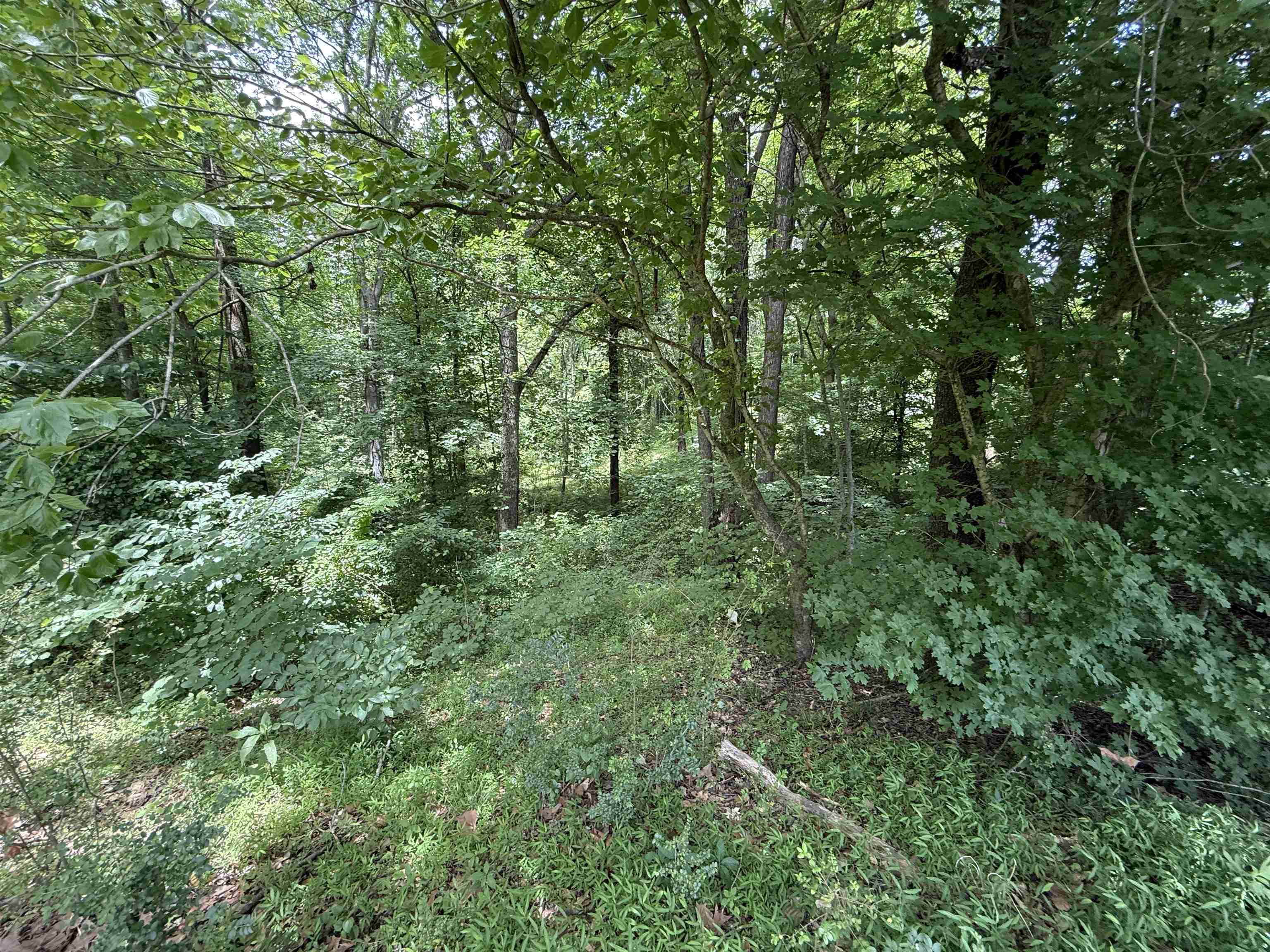 185 Mignon Road Atoka, TN 38004 - Photo 32 of 34 Expansive wooded landscape featuring mature trees and varied undergrowth