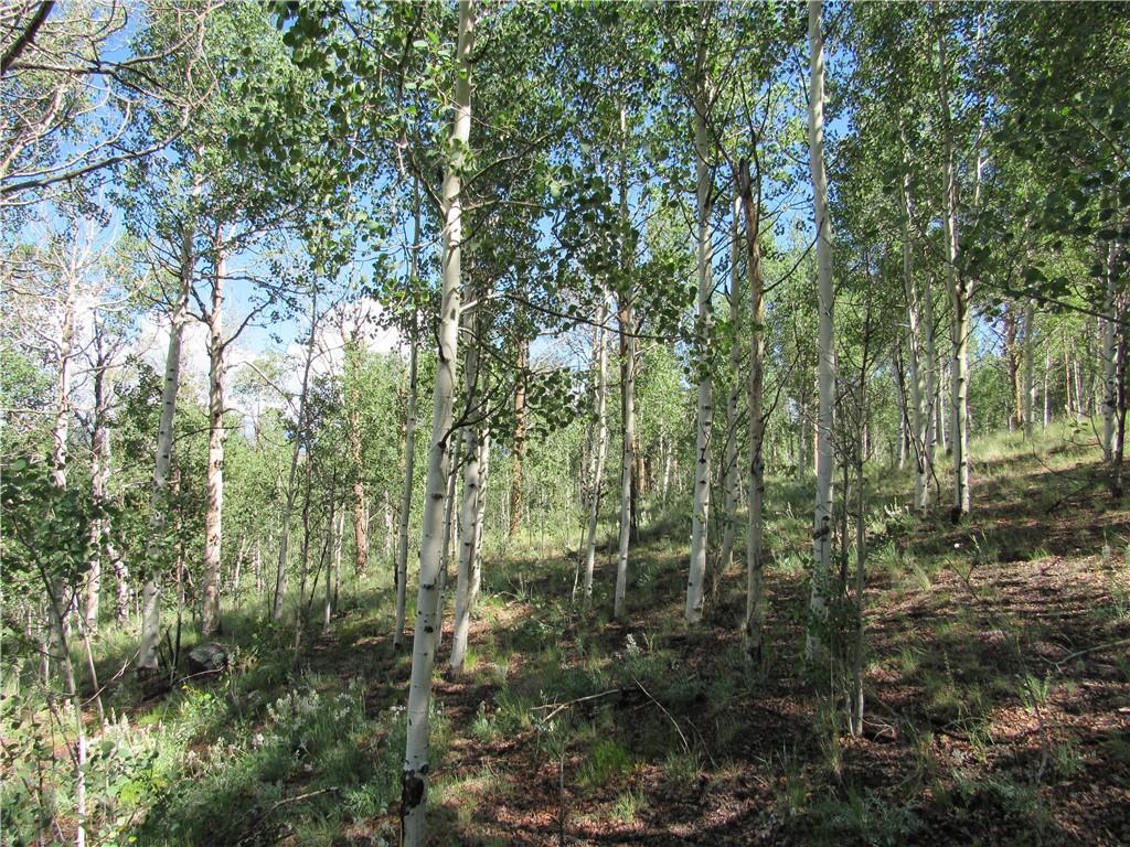 12950 Elkhorn Road Como, CO 80432 - Photo 2 of 30 a view of a forest with trees