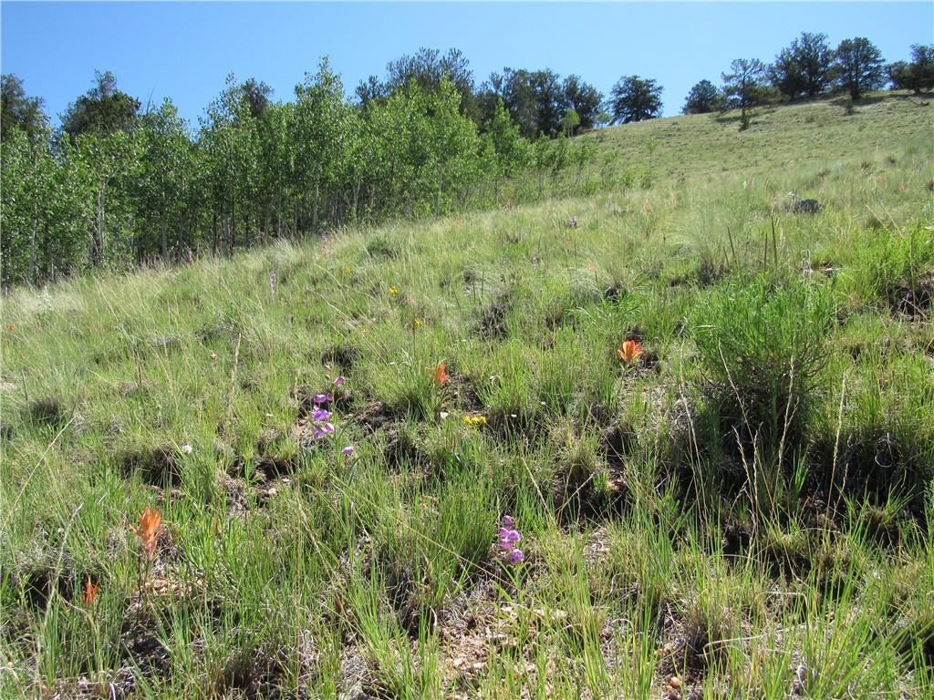 12950 Elkhorn Road Como, CO 80432 - Photo 9 of 30 a view of a lush green space