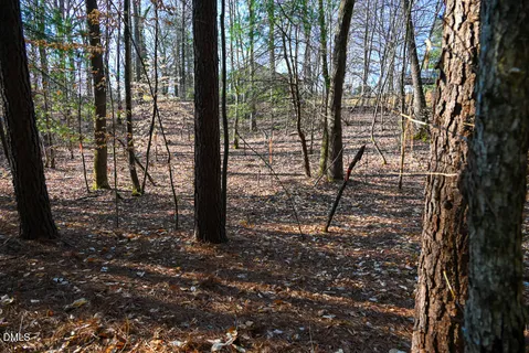 a view of a forest with trees in the background