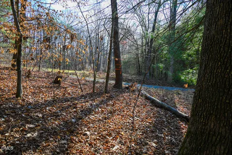 a view of empty space with trees
