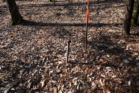 a close up of a plant