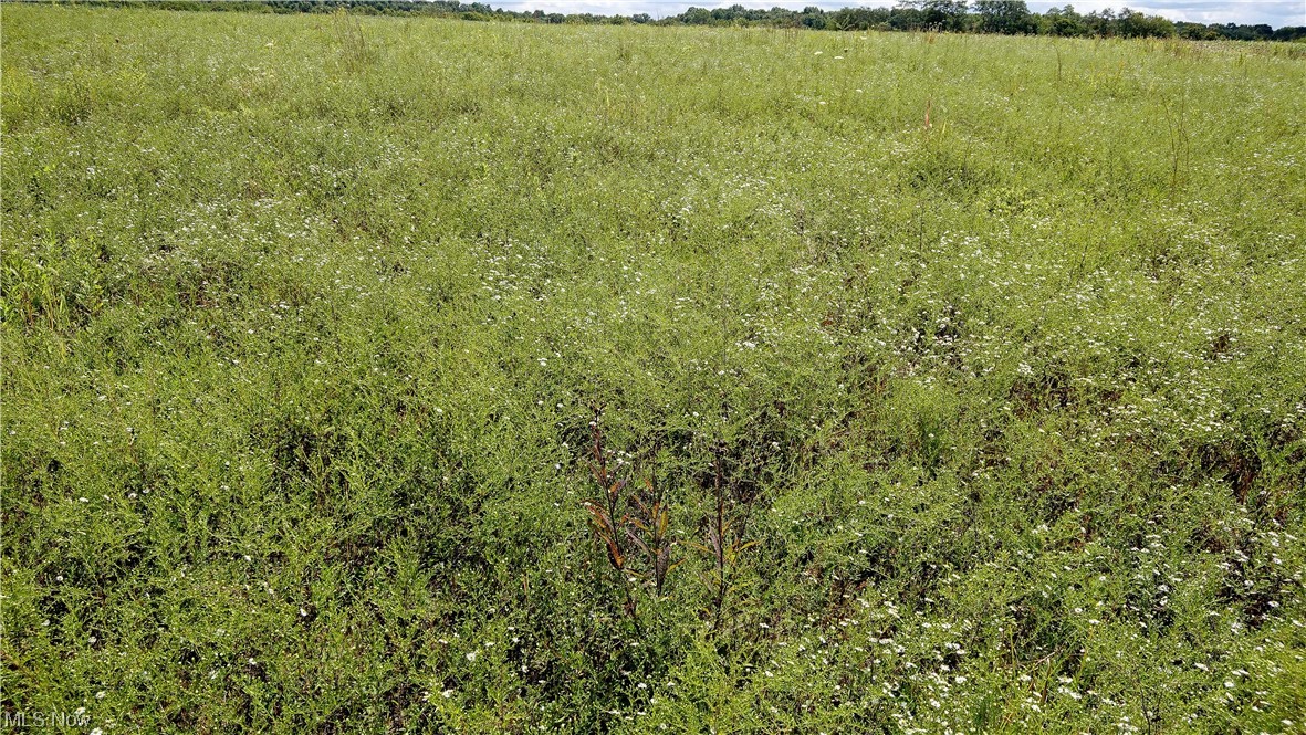 25289 Center Road Homeworth, OH 44634 - Photo 10 of 34 View of mother earth's splendor