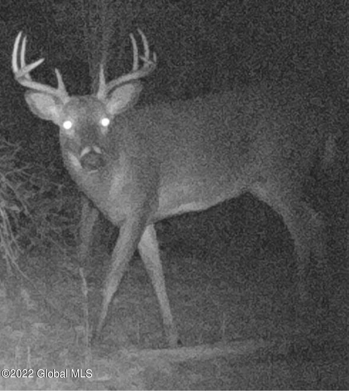 461 King Road Buskirk, NY 12028 - Photo 6 of 12 Deer seen on property