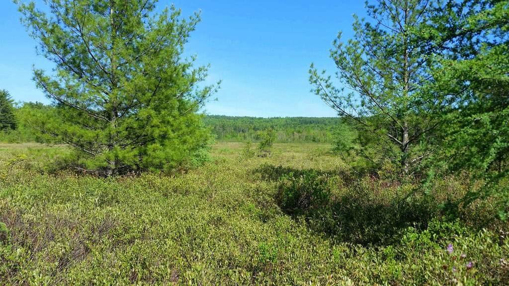 Tbd Parlin Road Phillips, ME 04966 - Photo 1 of 9 Partial view of the beautiful marsh...