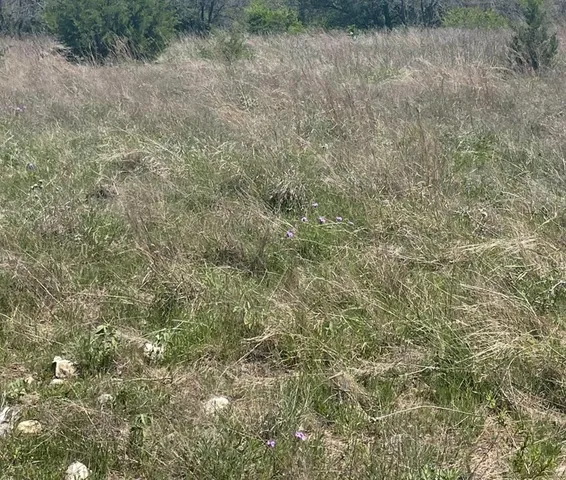 a view of a dry yard with green space