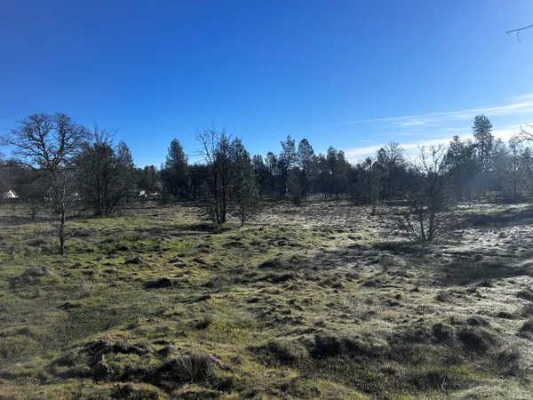 a view of a dry yard with trees