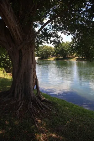 a view of a lake from a yard