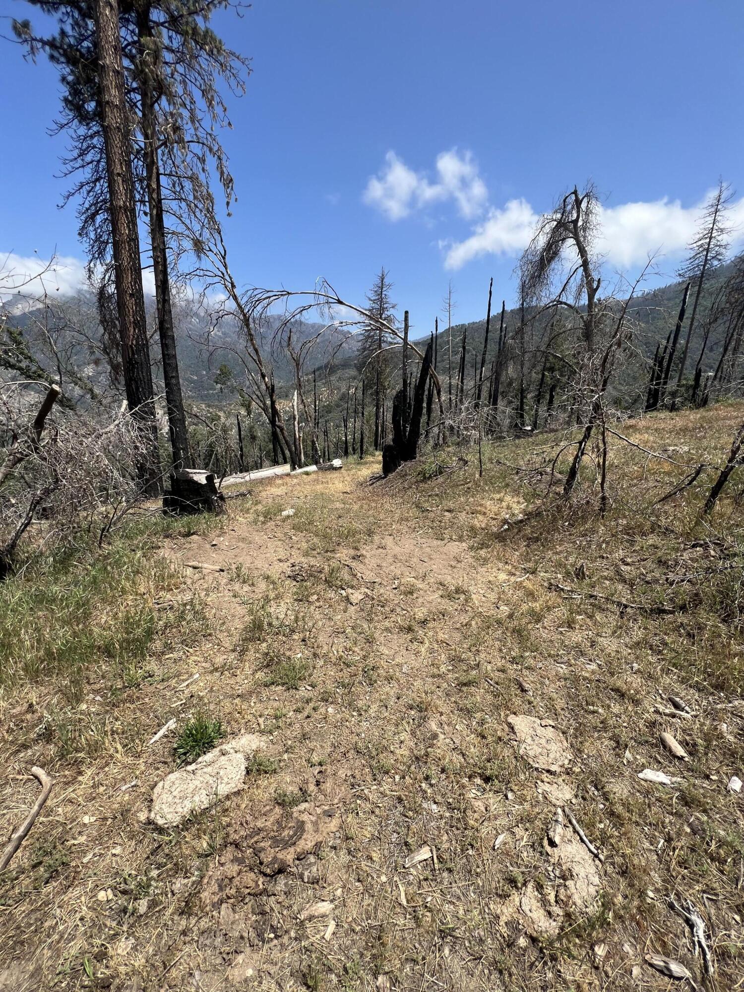0 Balch Park Road Springville, CA 93265 - Photo 10 of 27 a view of a dry yard with trees