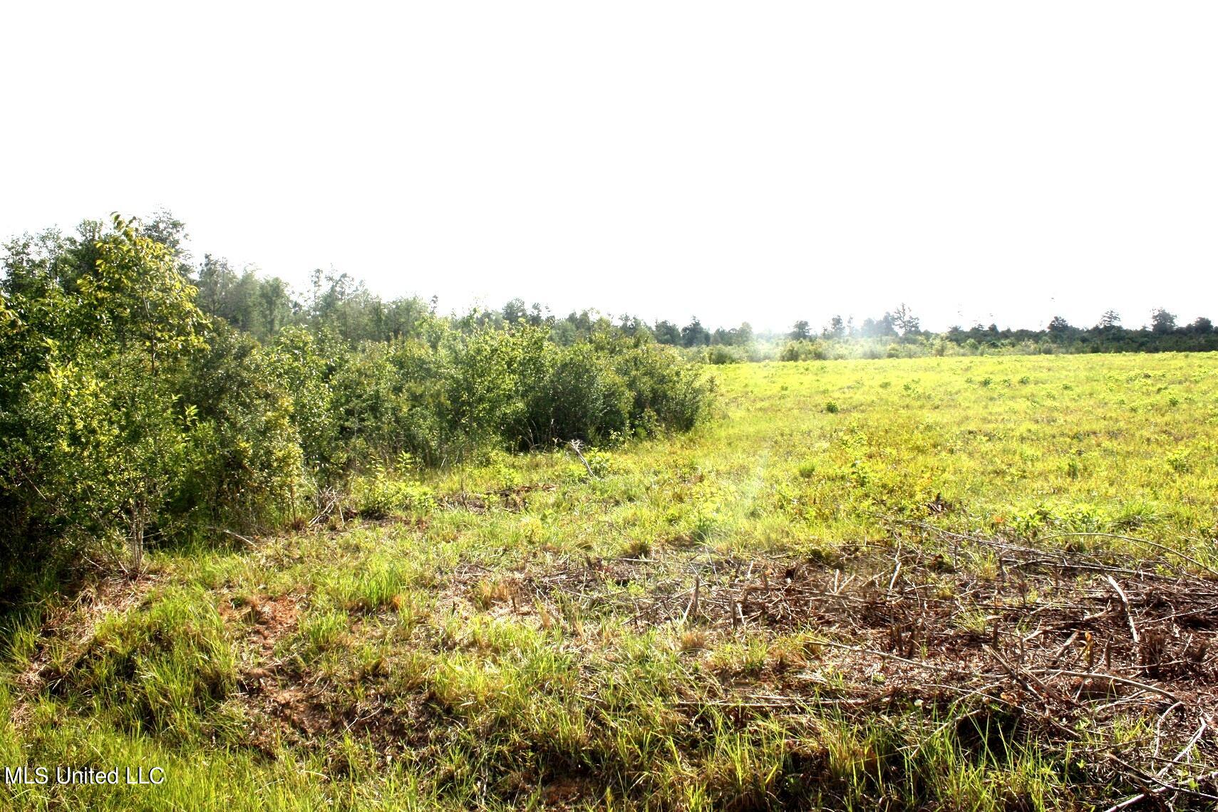 0 Lake Road McHenry, MS 39561 - Photo 2 of 4 IMG_3090 - Copy