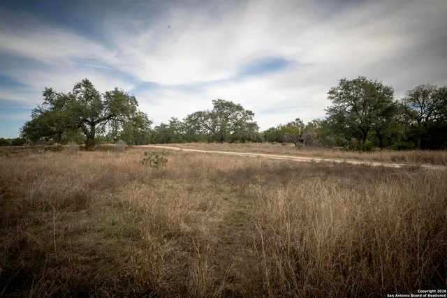 a view of a yard with plants and trees