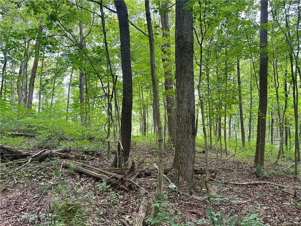 325 North Fork Road New Matamoras, OH 45767 - Photo 20 of 50 View of wooded area