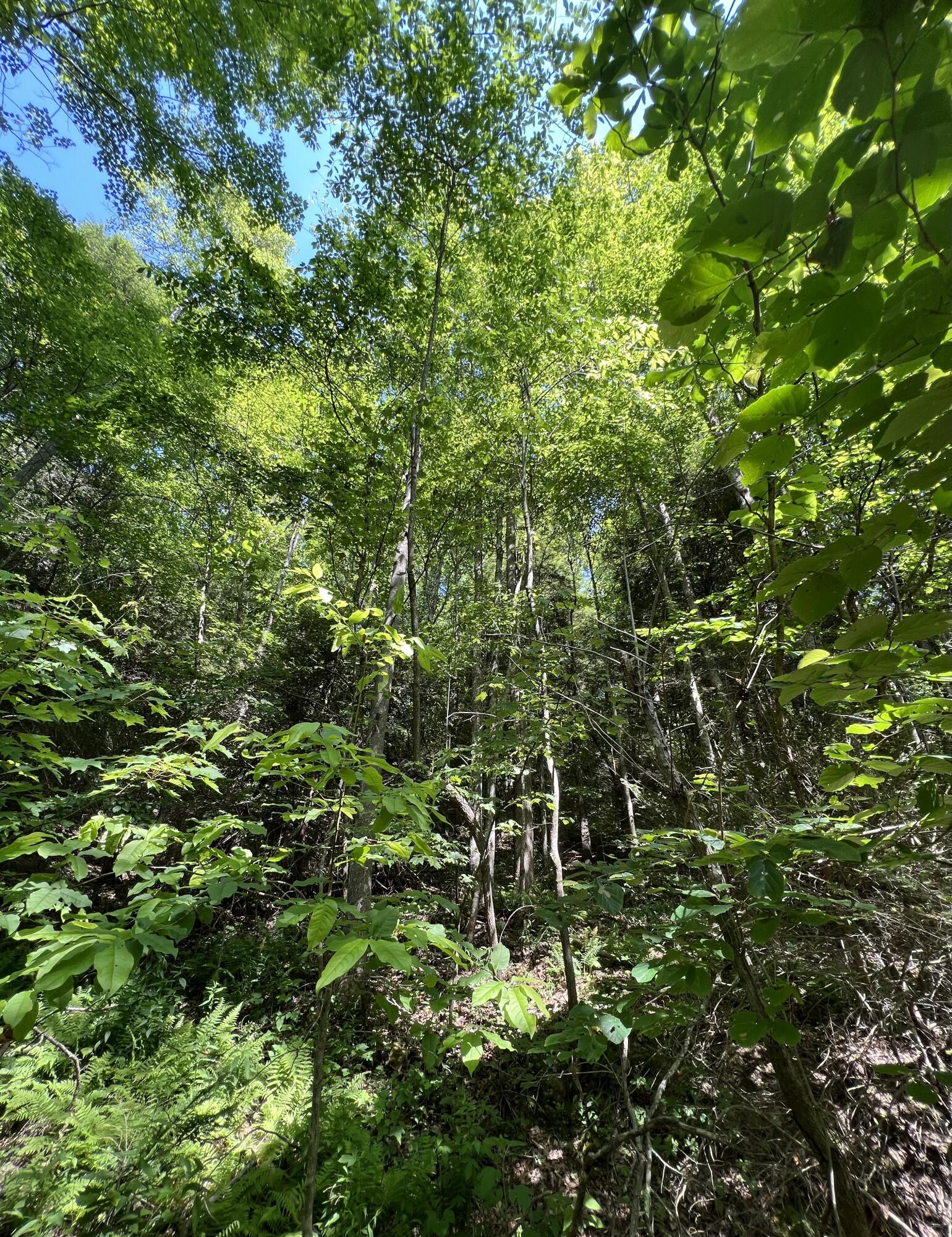 9999 Trace Branch Road Livingston, KY 40445 - Photo 13 of 16 6A56394B-60DE-4C33-9169-E7E75775FEE1