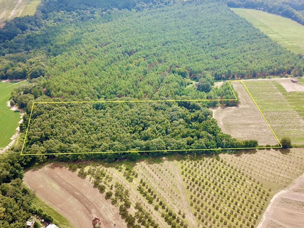 10.69-acres Summer Road Slocomb, AL 36375 - Photo 47 of 51