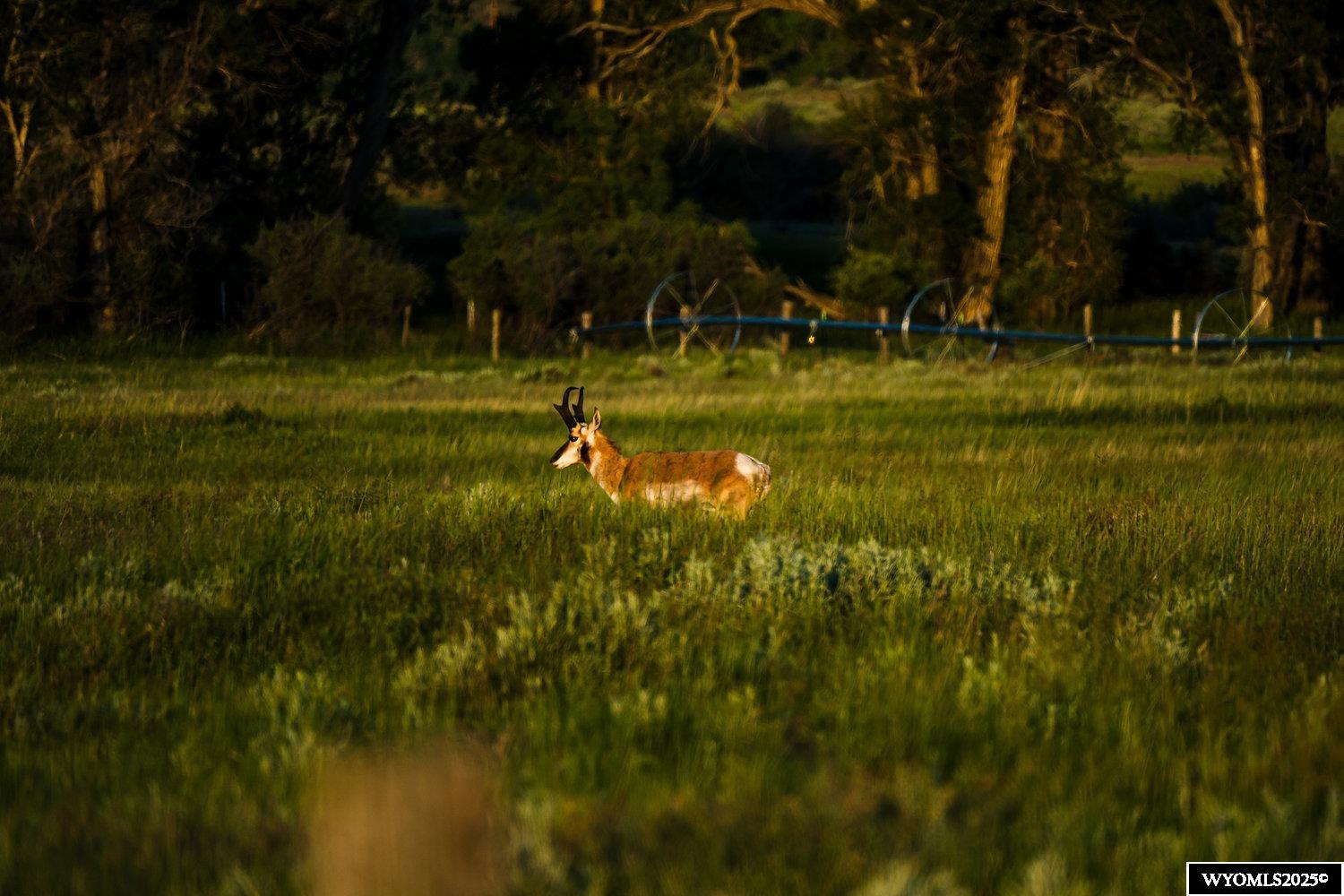 231 Rock Creek Road Buffalo, WY 82834 - Photo 34 of 45
