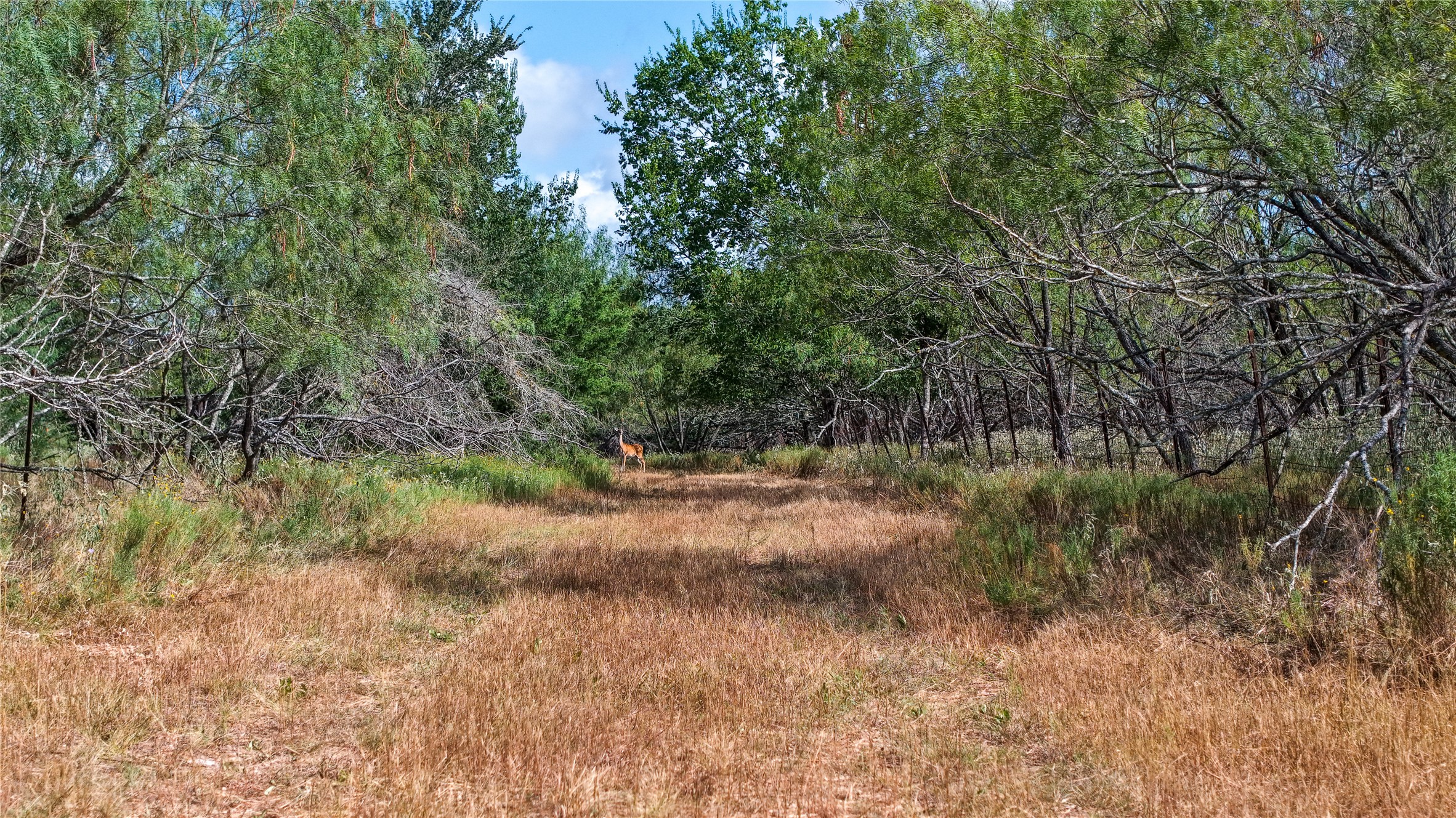 4 Tbd Mensik Road Bryan, TX 77808 - Photo 3 of 17 Gallery Image 3