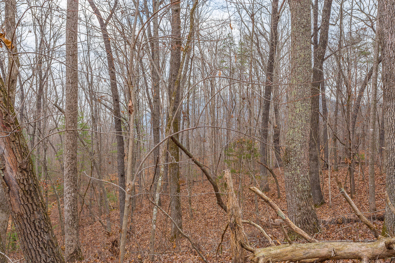 0 Copeland Road Ocoee, TN 37361 - Photo 24 of 86 406 Copeland Road HD-5